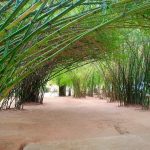 Khu du lịch sinh thái Bồ Bồ Thơ mộng tuyệt đẹp 